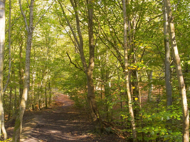 Judy Woods.