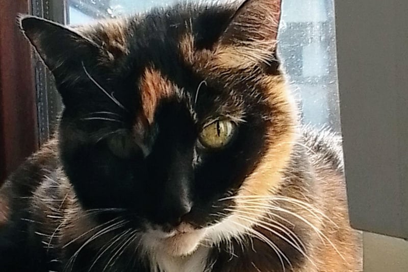 Sweet older lady Fudge is looking for a quiet retirement home. Fudge likes peace and quiet and would make a lovely companion for the right person. She isn't suitable to live with other pets or children, she just wants a quiet life to enjoy her twilight years.