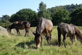 The Exmoor ponies, called Dolce, Quaver, Dorito and Pom, have been used to graze fields to encourage diverse plant life to thrive, including grassland flowers and rare fungi. Picture: National Trust Luke Watson
