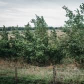 The planting of hedgerows could have a significant impact on slowing water flows down hills. Picture: Matt Radcliffe Photography