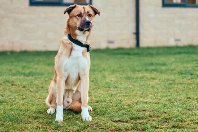 Milo, a three year old cross breed, comes with a sad tale. He's been passed around by various different owners, none of whom gave him the love or respect he deserves - could you be the one to give a forever home?