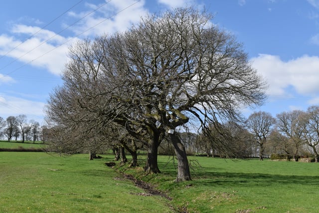 Five trees at Priestley Green by Mike Halliwell