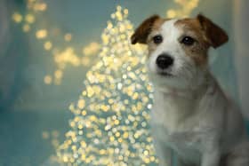 Items which present risks to pets at Christmas include ribbons on presents, tinsel, sharp tree needles, low-lying fairy lights, chestnuts and chocolate, which is often one of the most common causes for a trip to the vets.