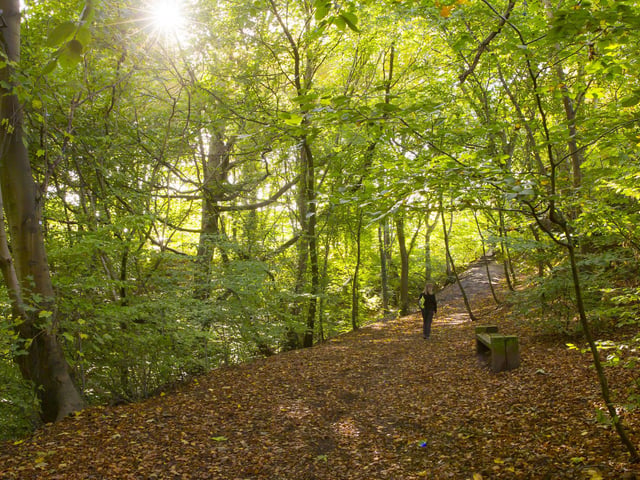 Judy Woods.