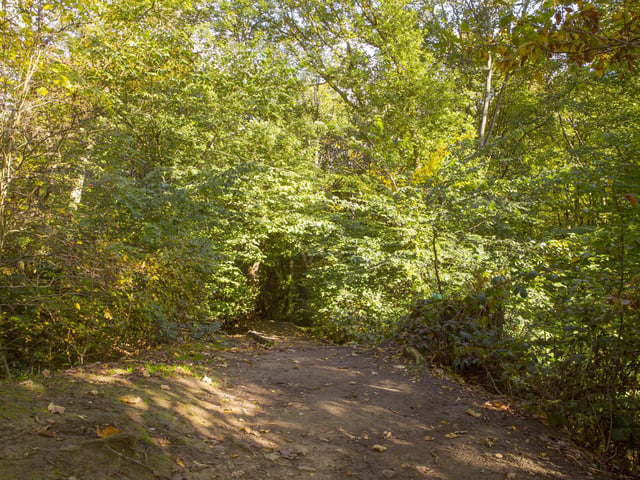 Judy Woods.