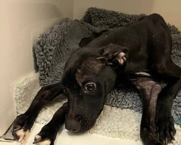 Do you recognise this dog? RSPCA appeal after collapsed dog discovered abandoned in Halifax alley