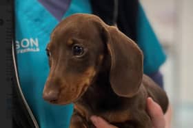 Little Lola’s broken heart has been fixed at Paragon Veterinary Referrals in Wakefield.
