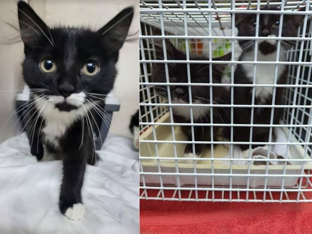 The RSPCA is appealing for information after two kittens were dumped in a cardboard box at the side of a road in Dewsbury.