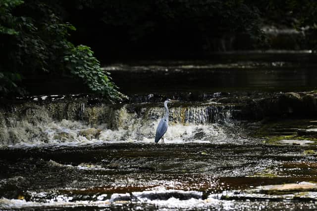 A heron goes fishing in the village of West Burton in Bishopdale, a side valley of Wensleydale, in the Yorkshire Dales. Pic: Jonathan Gawthorpe