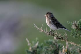 The focus will be on restoring degraded peat moorlands and creating green corridors to help wildlife move between the industrial heartlands of West Yorkshire and the moors that define our landscape. Pictured is a twite, our own local rare bird.