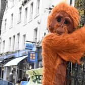 Visitors to Halifax on Saturday may have bumped into an orangutan and a forest of trees.