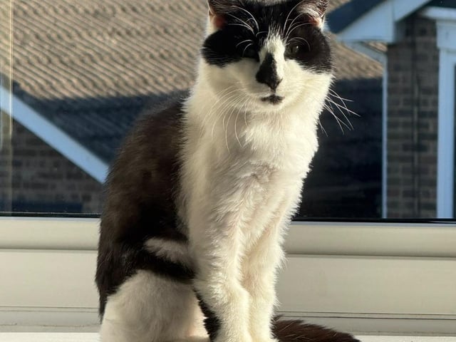 Sophie, a 17 year old senior black and white cat who is waiting for adoption