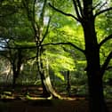 Hardcastle Crags, Hebden Bridge