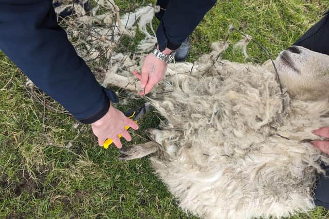 RSPCA rescuers cut free a sheep that was tangled in a long piece of barbed wire on a field near Halifax.