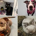 Here are 13 dogs, cats and bunnies available for adoption and looking for their forever home at the RSPCA Halifax, Huddersfield and Bradford branch