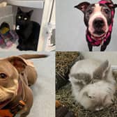 Here are 13 dogs, cats and bunnies available for adoption and looking for their forever home at the RSPCA Halifax, Huddersfield and Bradford branch
