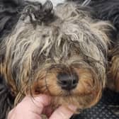 Pennine Animal Welfare Society has recently taken three young dogs into their care following an urgent call from a local grooming parlour.