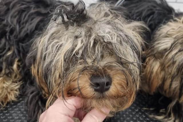 Pennine Animal Welfare Society has recently taken three young dogs into their care following an urgent call from a local grooming parlour.