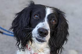 Jade is a 7-year-old Spaniel who found herself in the care of the RSPCA Halifax, Huddersfield & Bradford Branch after her original owner couldn’t afford the vital treatment she needed