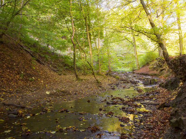 Judy Woods.
