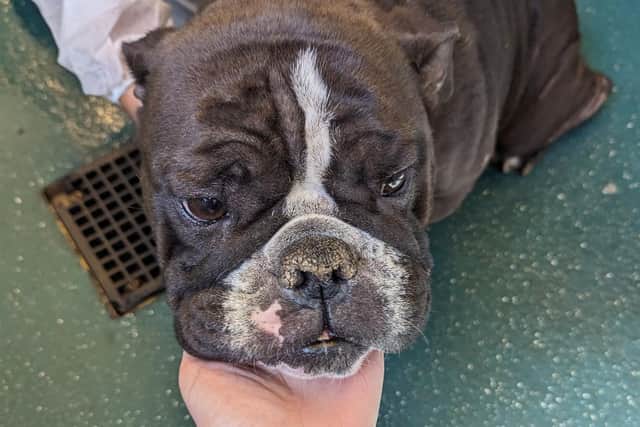 RSPCA appeals for information after dog who recently gave birth was ...
