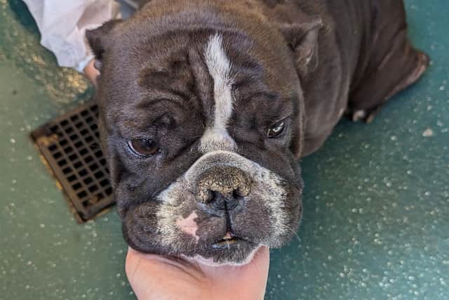 A member of the public found the dog, a bulldog-type breed, in Withins Lane, Halifax, on Friday (July 7) in a poor condition.