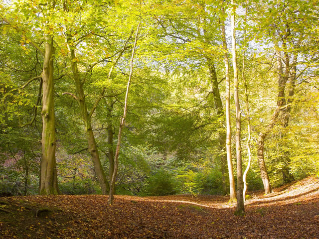 Judy Woods.