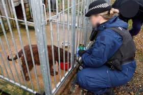 Police carried out the raid in Holywell Green and seized three dogs suspected of being neglected