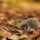 Hedgehogs are one of the most endangered species in West Yorkshire.