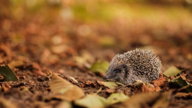 Hedgehogs are one of the most endangered species in West Yorkshire.