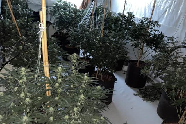The plants were found after a drugs raid in Halifax