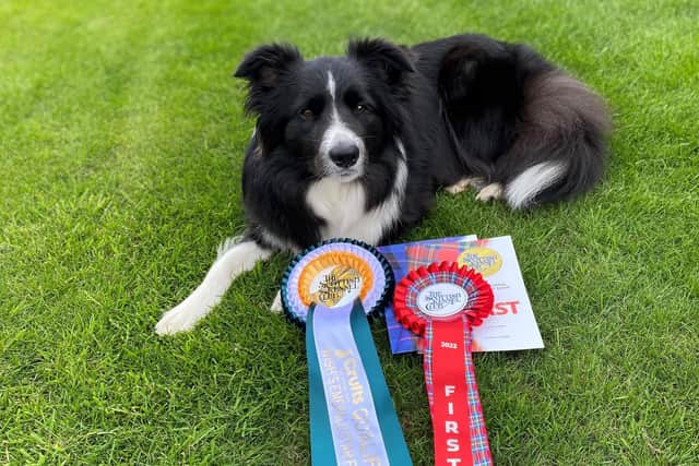 Sarah's Border Collie, Gyp, with her Crufts qualified rosette
