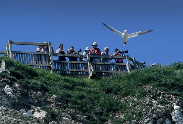 Bird Watchers watch the gannets at RSPB Bempton Cliffs, near Bridlington