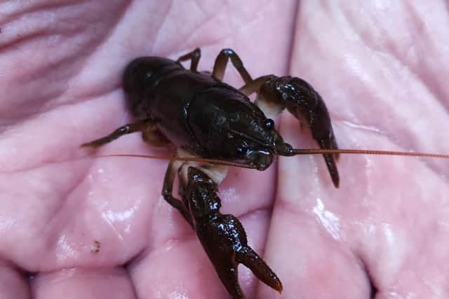 Wildlife: Critically endangered white clawed crayfish, the UK’s only native, freshwater crayfish, were rediscovered at Luddenden Brook in the rural Calder Valley for the first time in a decade last year.
