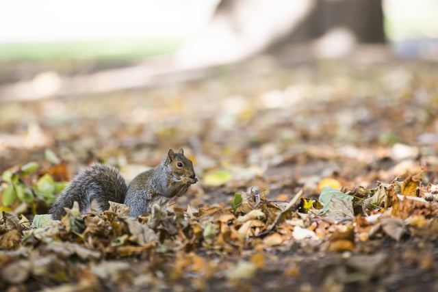 A squirrel enjoying the autumn weather at Crow Nest Park in Dewsbury.