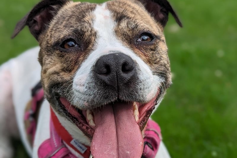 This beautiful girl is looking for a special home to call her own, she is a clever girl and is very friendly and affectionate she always has a fantastic greeting with the people she loves. She would prefer a home without other dogs, and no cats or small furriers so she can have all the love she desperately deserves.