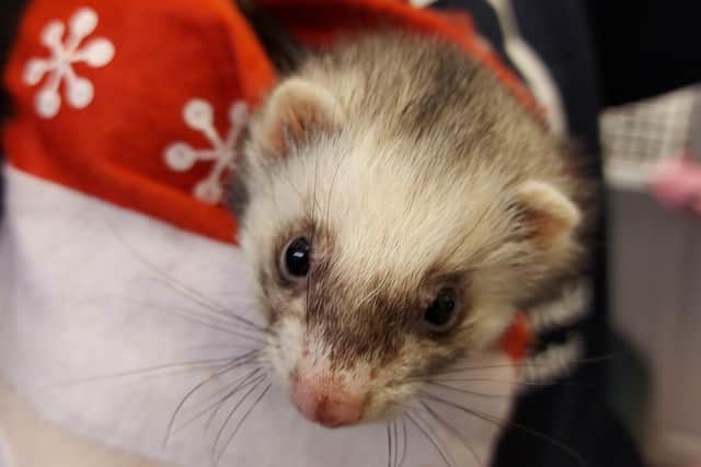 Peanut the ferret peeks out of a Christmas stocking