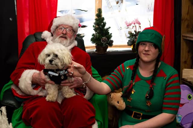 RSPCA dogs meet Santa day at Kershaw's Garden Centre, Brighouse. Freddie the Maltese Shih Tzu