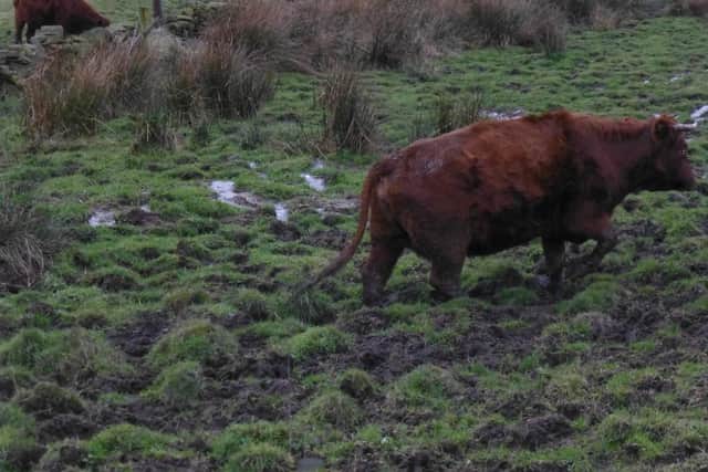 Cows living conditions on the Calderdale farm (Pictures Calderdale Council)