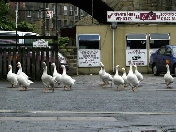 The geese in Sowerby Bridge