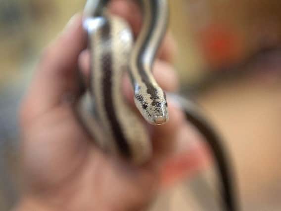 Venomous snakes are registered to addresses in Calderdale