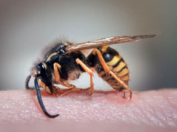 Wasps drunk on cider are going on stinging rampages across the UK.