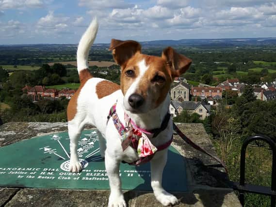 Jess the Jack Russell