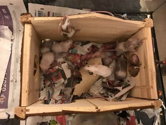 The abandoned mice are being taken of by the RSPCA Halifax, Huddersfield, Bradford & District Branch