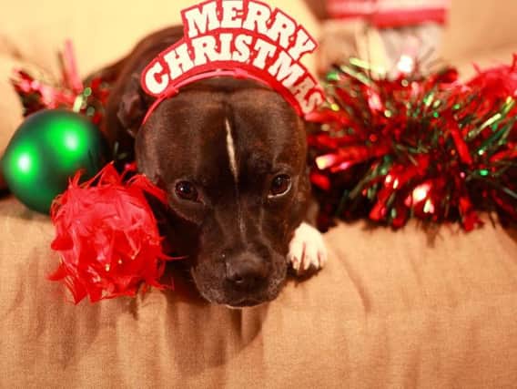 RSPCA asks for help to give homeless animals the Christmas they deserve