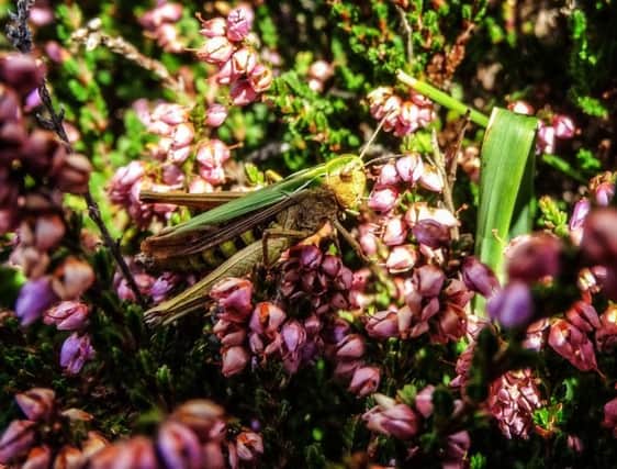 This grasshopper is well camouflaged in this picture taken by Wayne Smedly