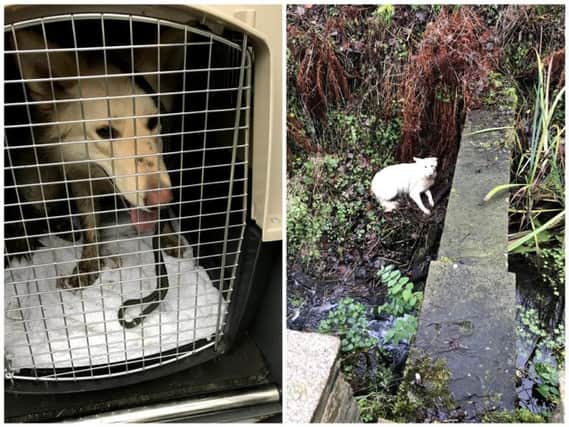 Purdy, a white German shepherd, was spotted stuck down the side of a stream in Halifax