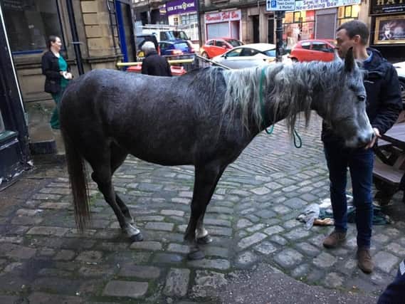 A horse was found outside a Sowerby bridge pub this morning.