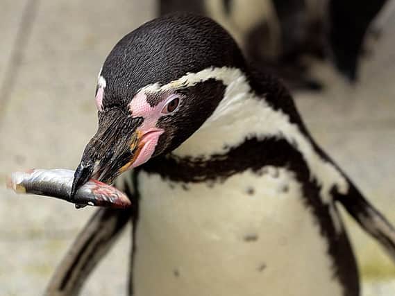 A protest is planned in Halifax over the visit of penguins to the town centre