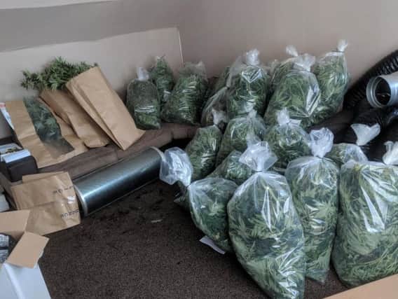 The cannabis plant farm drug bust with a street value of 250,000 (Picture WYP)